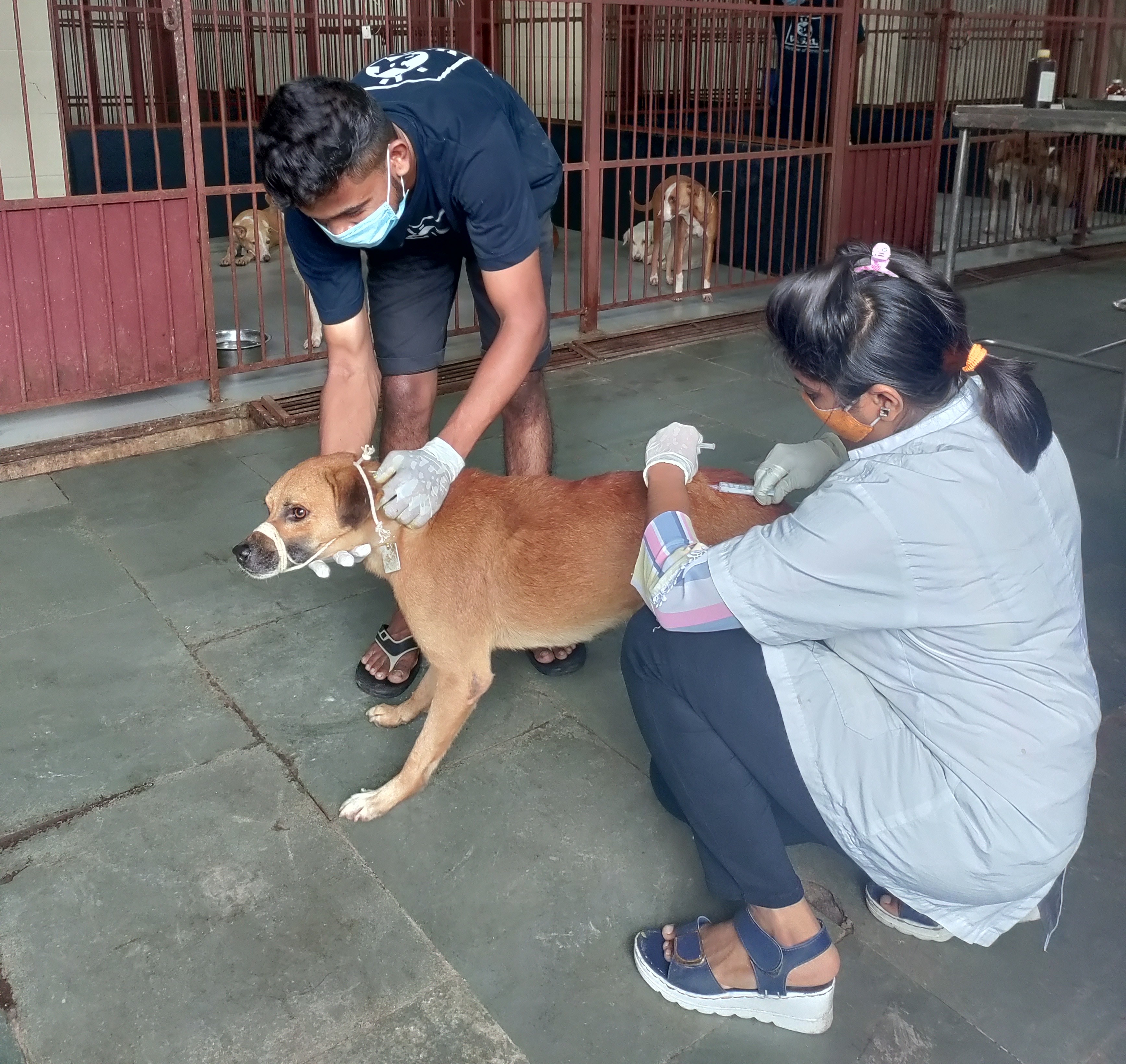 Rabies Vaccination